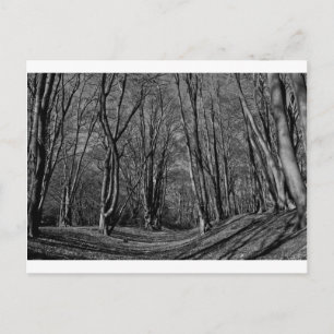 Carte Postale Ambresbury Banks Fortification de l'âge du fer