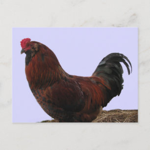 Carte Postale Ameraucana Rooster