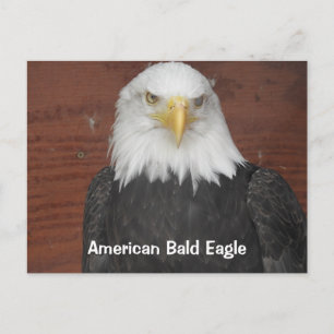 Carte Postale America Bald Eagle Dubuque Iowa Keepsaké