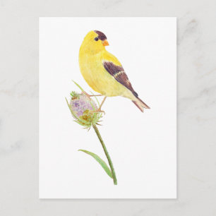 Carte postale America Goldfinch et Thistle
