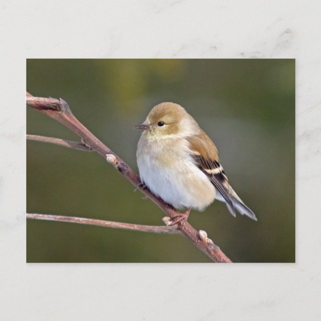 Carte Postale Américain Goldfinch (Devant)
