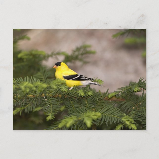 Carte Postale Américain Goldfinch mâle dans un arbre (Devant)