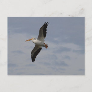 Carte Postale Américain Pélican blanc en migration