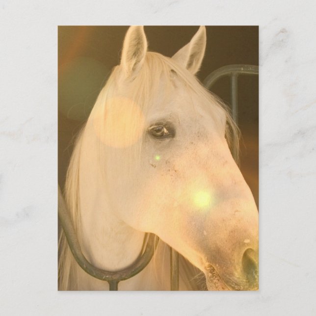 Carte postale américaine andalouse (Devant)