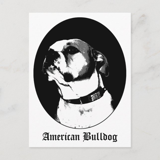 Carte postale américaine bulldog (Devant)