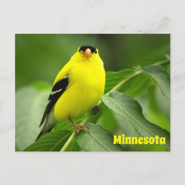 Carte postale américaine Goldfinch (Devant)