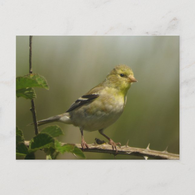 Carte postale américaine Goldfinch (Devant)
