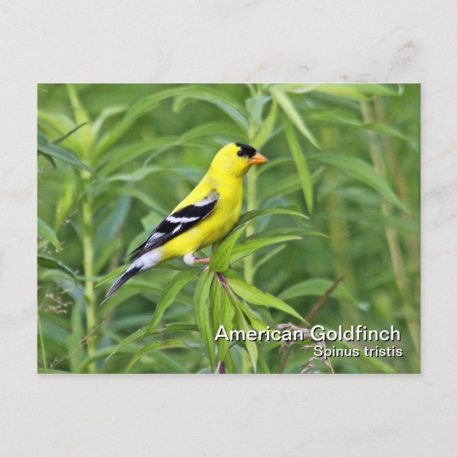 Carte postale américaine Goldfinch (Devant)