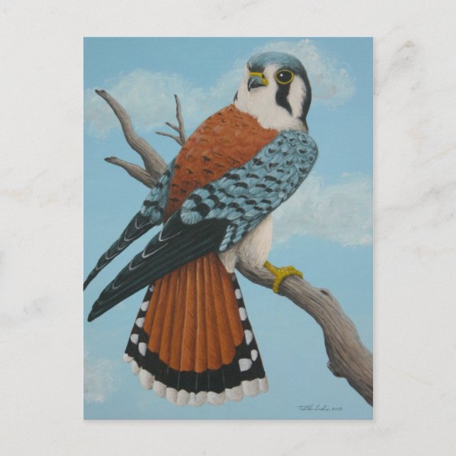 Carte postale américaine Kestrel (Devant)