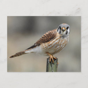 Carte postale américaine Kestrel