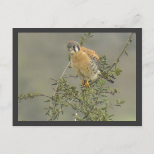 Carte postale américaine Kestrel (Devant)