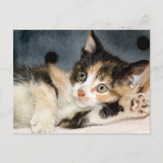 Carte postale américaine Shorthair Calico Shelter