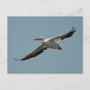 Carte postale Américaine White Pélican