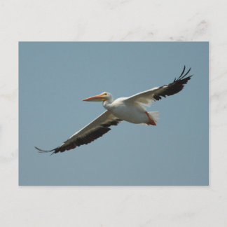Carte postale Américaine White Pélican