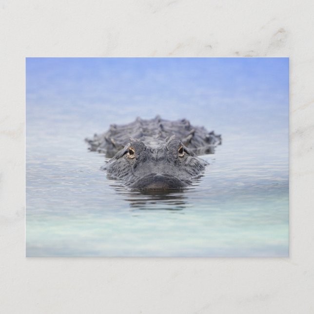 Carte Postale American Alligator – Lake Apopka Wildlife Drive (Devant)
