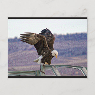 Carte postale American Bald Eagle