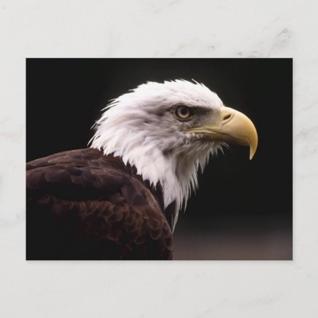 Carte postale American Bald Eagle (Devant)
