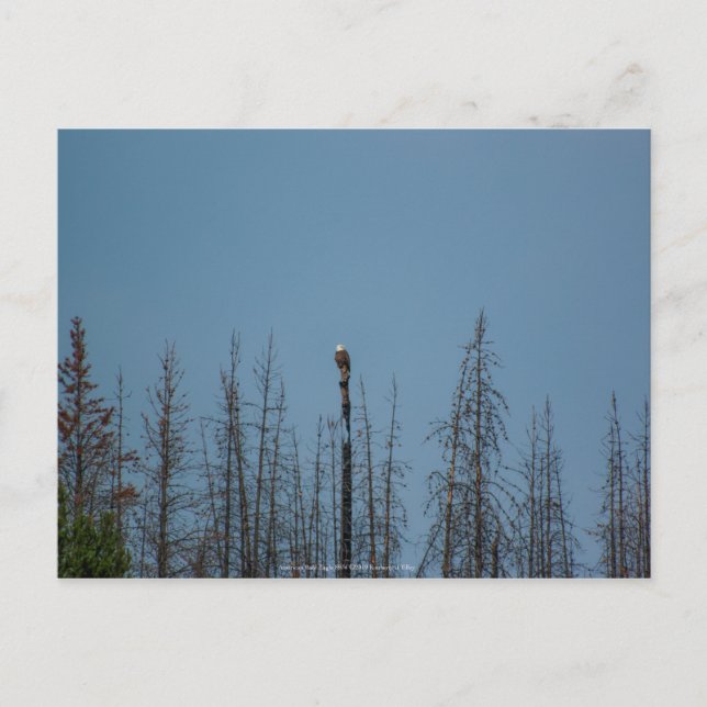 Carte Postale American Bald Eagle 8974 (Devant)