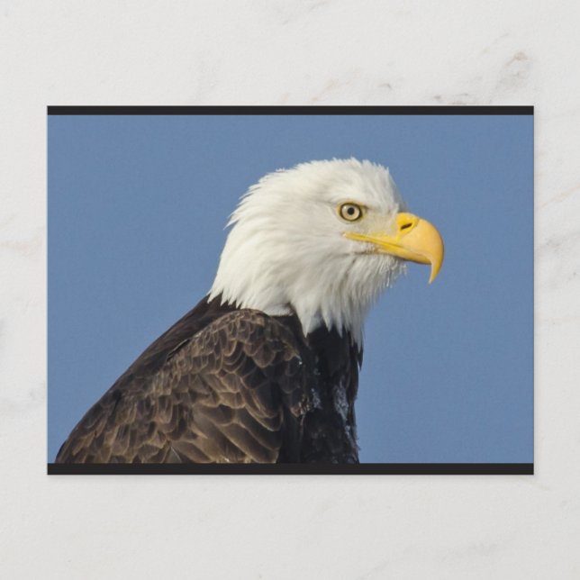 Carte postale American Bald Eagle II (Devant)