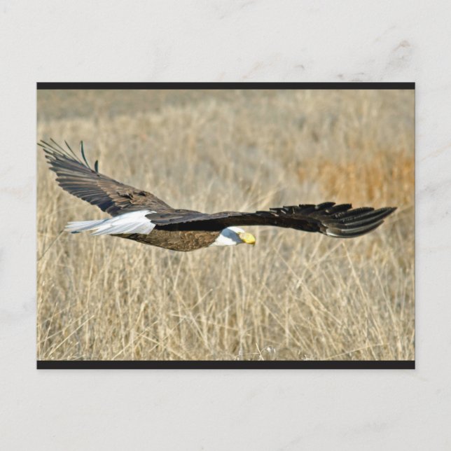 Carte postale American Bald Eagle III (Devant)