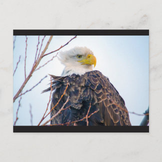 Carte postale American Bald Eagle IV