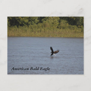 Carte Postale American Bald Eagle ~ Minnesota