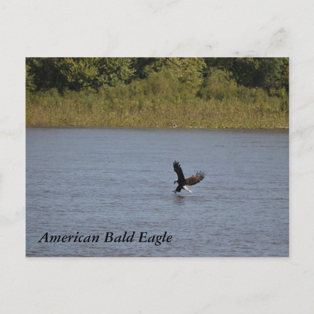 Carte Postale American Bald Eagle ~ Minnesota (Devant)