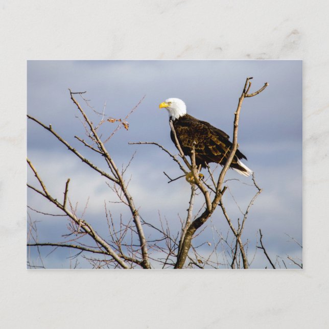Carte postale American Bald Eagle V (Devant)