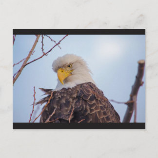 Carte postale American Bald Eagle VII