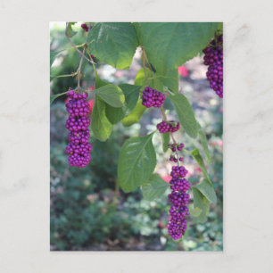 Carte Postale American Beautyberry # 1