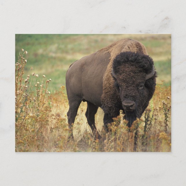 Carte postale American Bison (Devant)