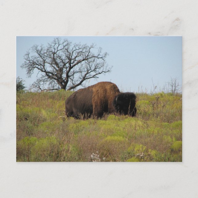 Carte Postale American Bison (Devant)