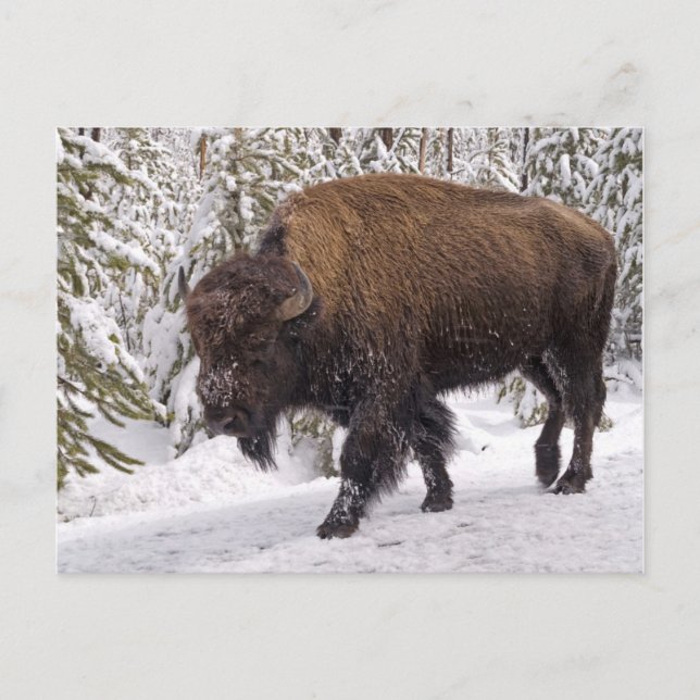 Carte postale American Bison (Bison Bison) (Devant)