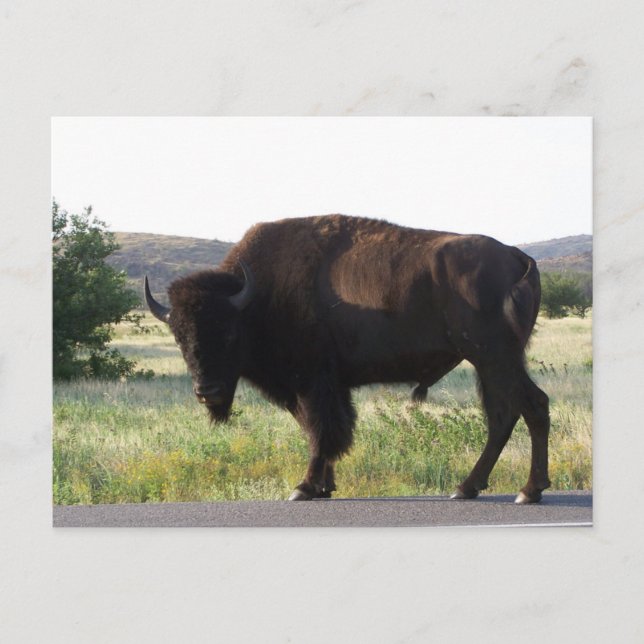 Carte postale American Bison Oklahoma (Devant)