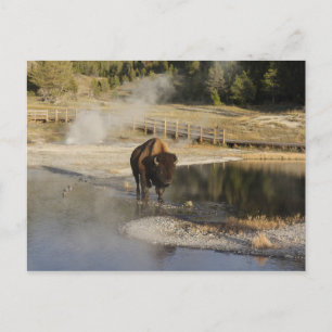 Carte Postale American Bison Yellowstone Photographie de la faun