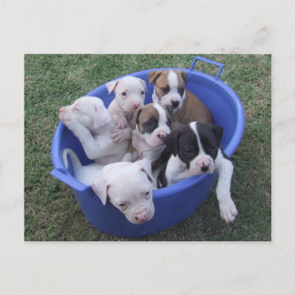 Carte postale American Bulldog Puppies