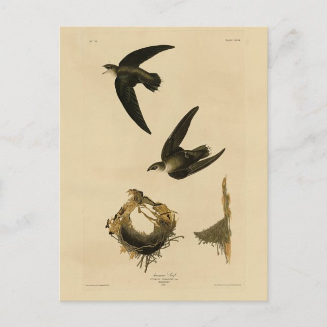 Carte Postale American (Chimney) Swift Audubon, Birds of America (Devant)