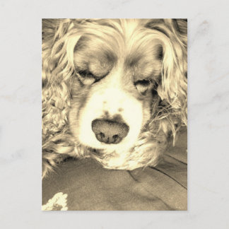 Carte Postale American Cocker Spaniel