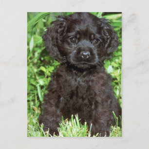 Carte Postale American Cocker Spaniel