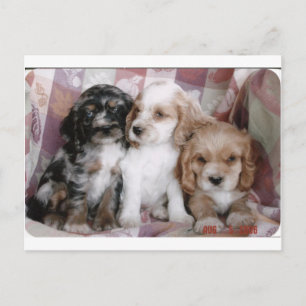 Carte Postale American Cocker Spaniel Puppies