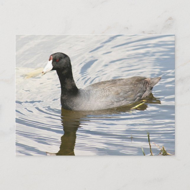 Carte postale American Coot Photo (Devant)
