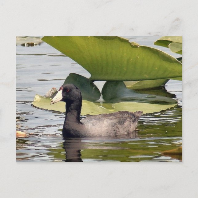 Carte postale American Coot Photo (Devant)
