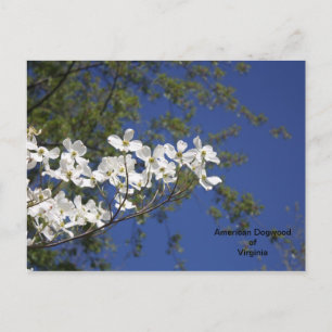 Carte postale American Dogwood de Virginie