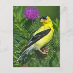 Carte Postale American Goldfinch