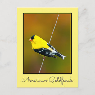 Carte Postale American Goldfinch - Photo originale