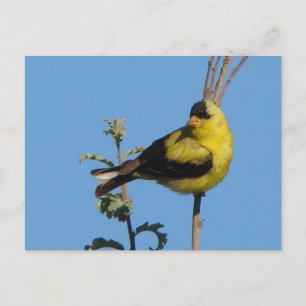 Carte Postale American Goldfinch postcard