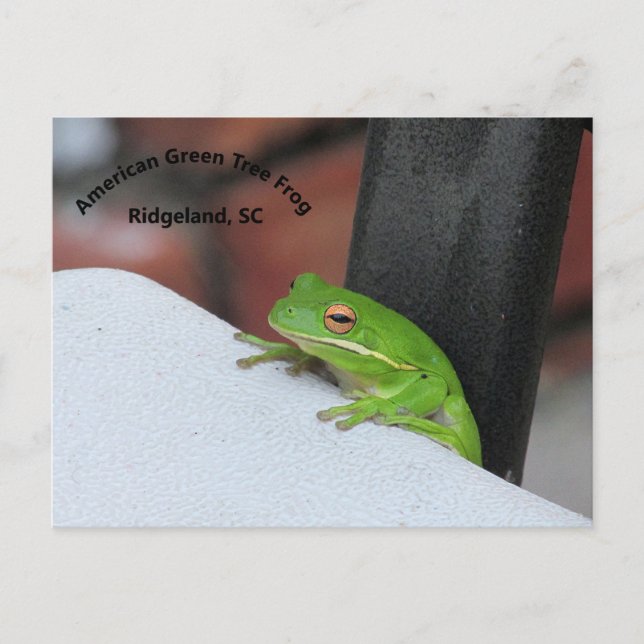 Carte postale American Green Treefrog (Devant)