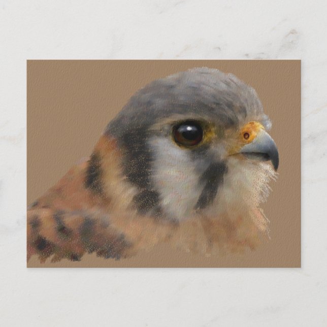 Carte Postale American Kestrel Portrait (Devant)