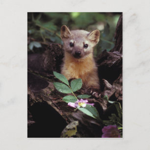 Carte postale American Marten
