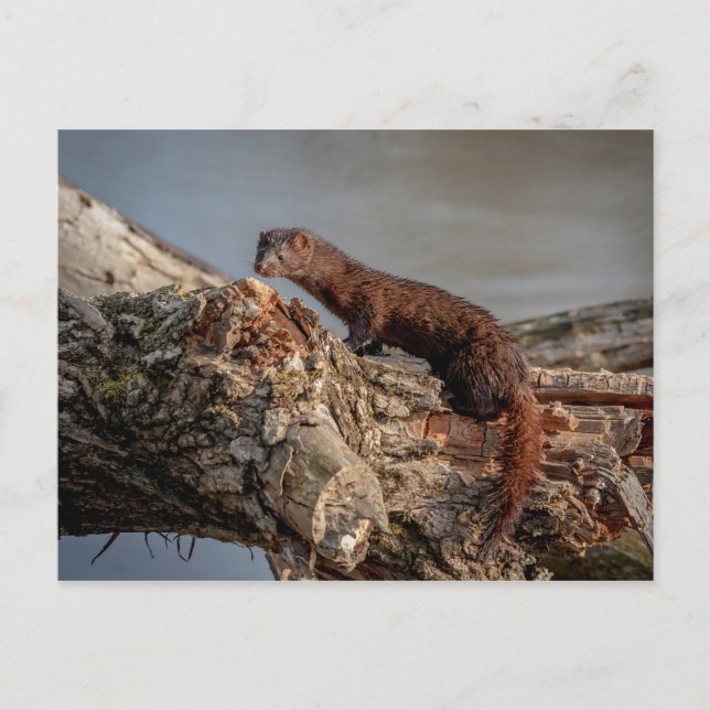Carte Postale American Mink (Devant)